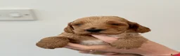 Cockapoo dogs for sale: F1 show line cockapoo puppies - Advert 9