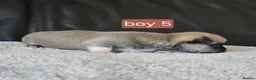 Chihuahua dogs for sale: 5 chiuaua baby boys - Advert 5