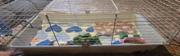 Guinea Pig rodents for sale: 3 week old female guinea pig - Advert 5