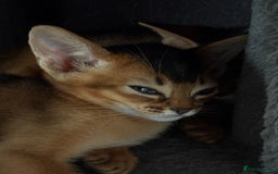 Abyssinian cats for sale: Champion Line Abyssinian Kittens - Reserve Today! - Image 7