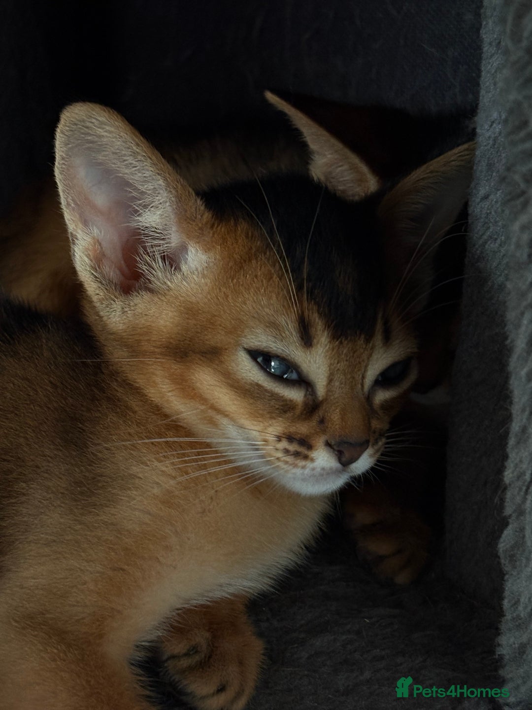 Abyssinian cats for sale: Champion Line Abyssinian Kittens - Reserve Today! - Image 7