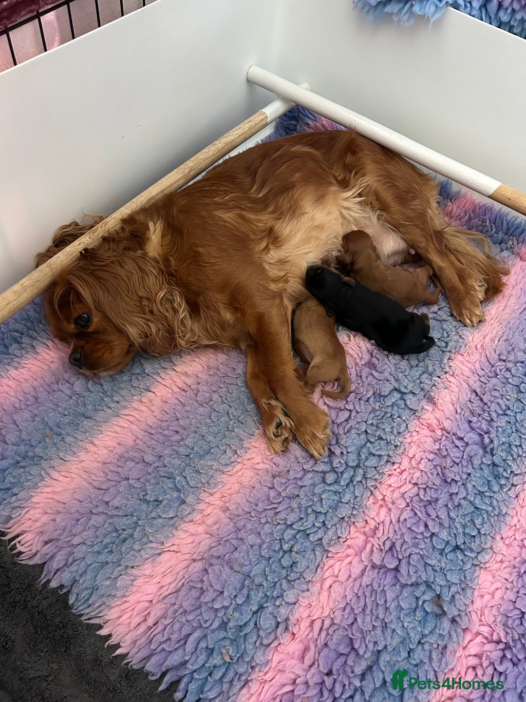 Cavalier King Charles Spaniel dogs for sale: RUBY BOY LEFT -Beautiful KC cavalier King Charles  - Advert 15