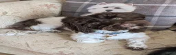 Havanese dogs for sale: Beautiful Havanese Puppies Ready Now - Advert 26