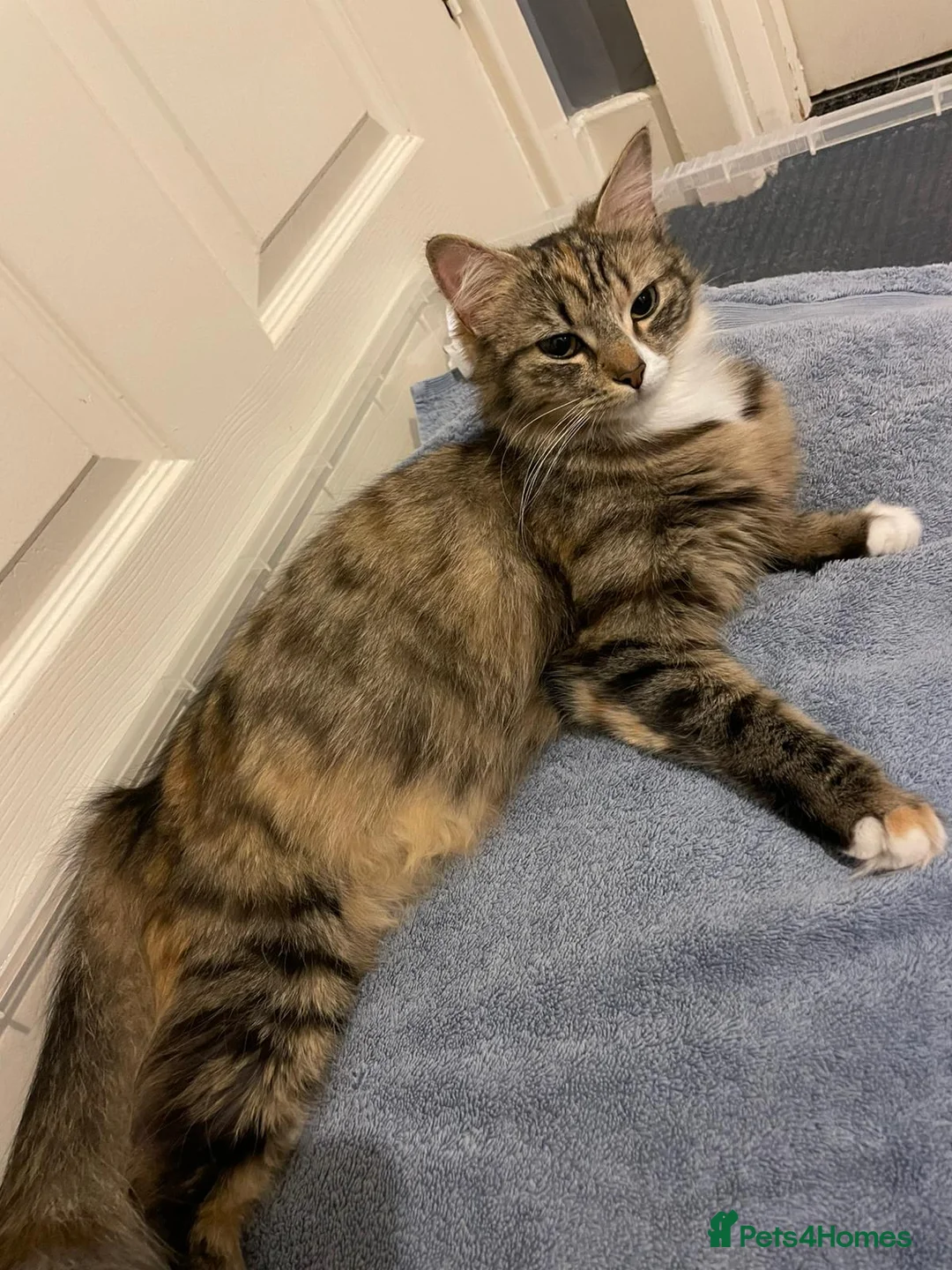 Mixed Breed cats for sale: 2male kittens - Advert 1