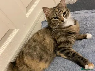 Mixed Breed cats 2male kittens - Advert 10