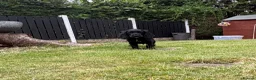 Cocker Spaniel dogs for sale: *Beautiful Litter Of Cockerspaniels* - Advert 10