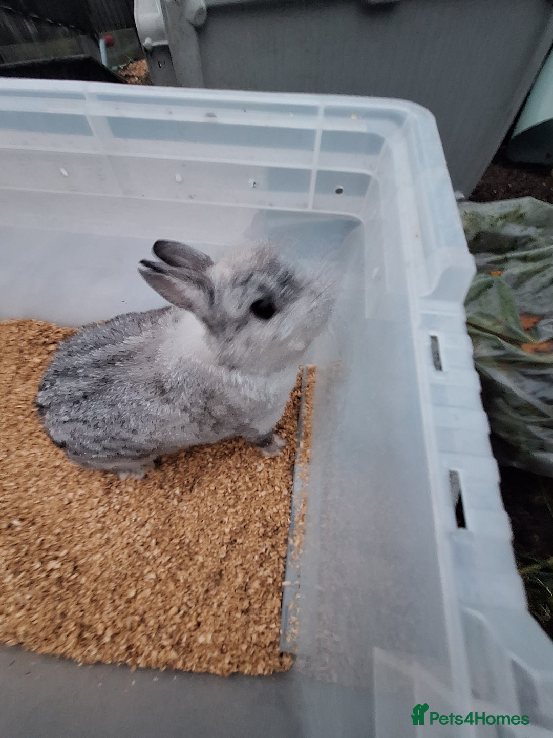 Netherland Dwarf rabbits for sale: 2 adult Netherland dwarf rabbit for sale £40 each  - Advert 2
