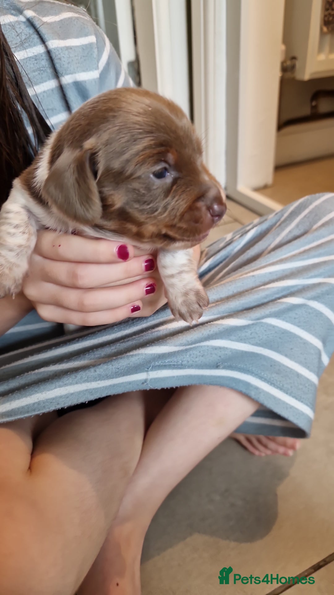 Miniature Dachshund dogs for sale: Minature dachound pups - Image 12