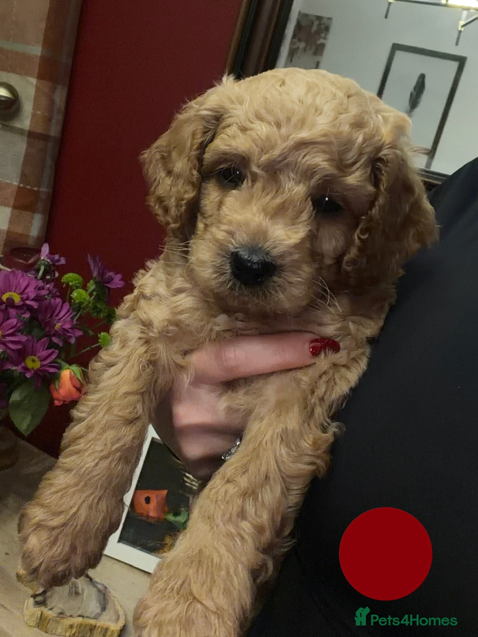 Cavapoo dogs Ready to leave - Stunning Cavapoochon’s for sale - Advert 6