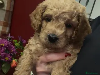 Cavapoo dogs Ready to leave - Stunning Cavapoochon’s for sale - Advert 6