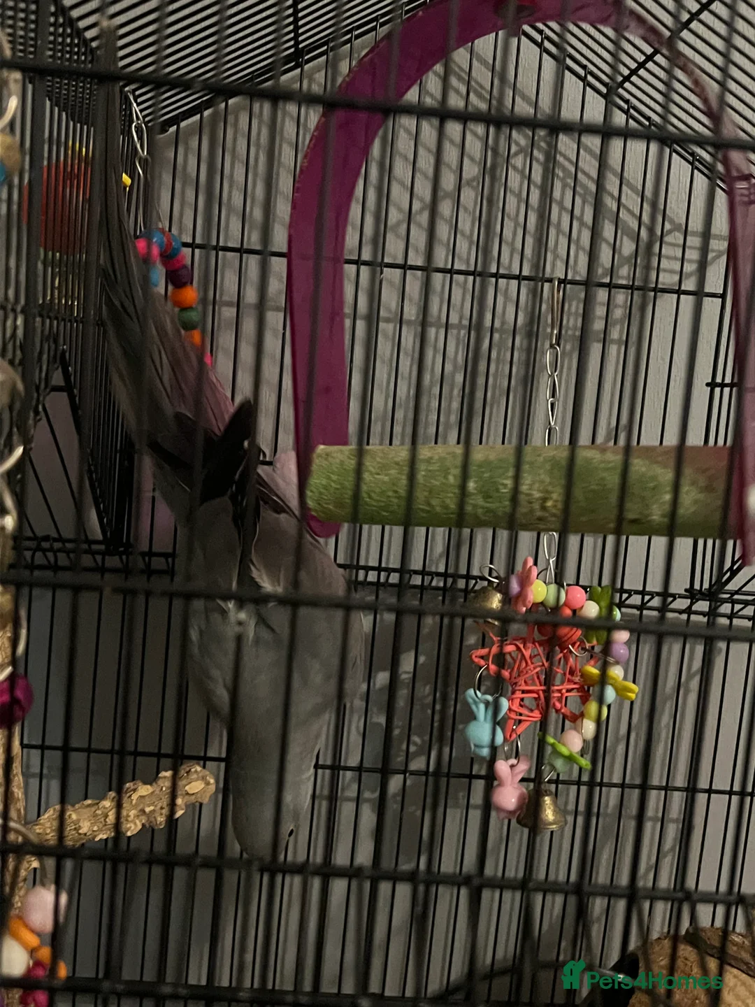 Parrots birds for sale: Beautiful Grey Indian Ringneck for Sale - Advert 7