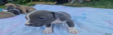 Staffordshire Bull Terrier 6