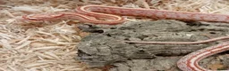 Corn Snake reptiles for sale: Beautiful, Captive-Bred Corn Snakes - Advert 2