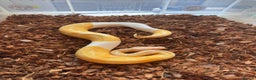 Python Snake reptiles for sale: 11x royal pythons  - Advert 3