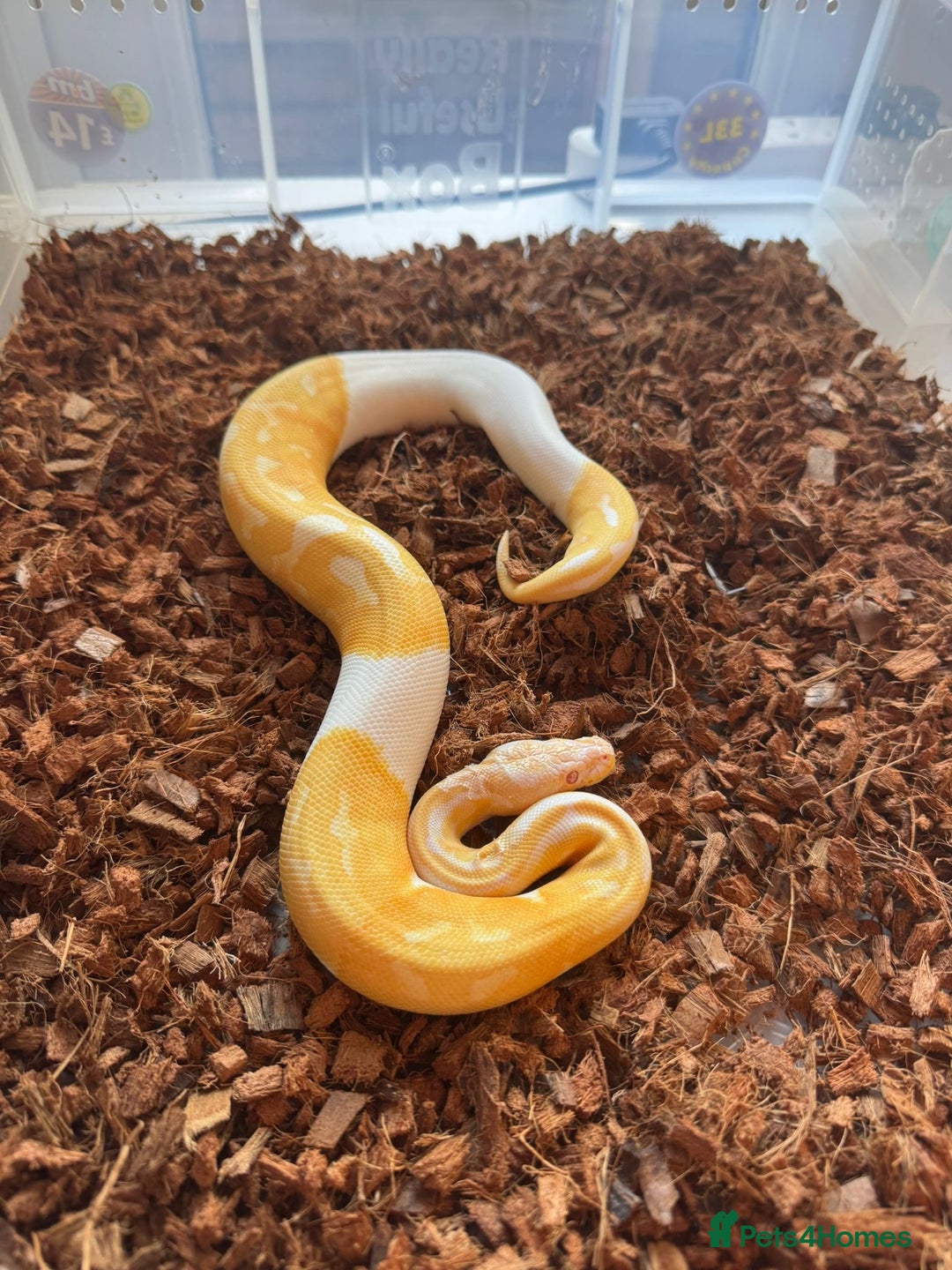 Python Snake reptiles for sale: 11x royal pythons  - Advert 3