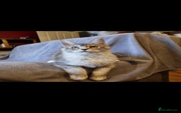 Maine Coon cats for sale: RESERVED  RESERVED Big gorgeous full pedigree boy - Image 2