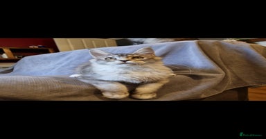 Maine Coon cats - Advert 16