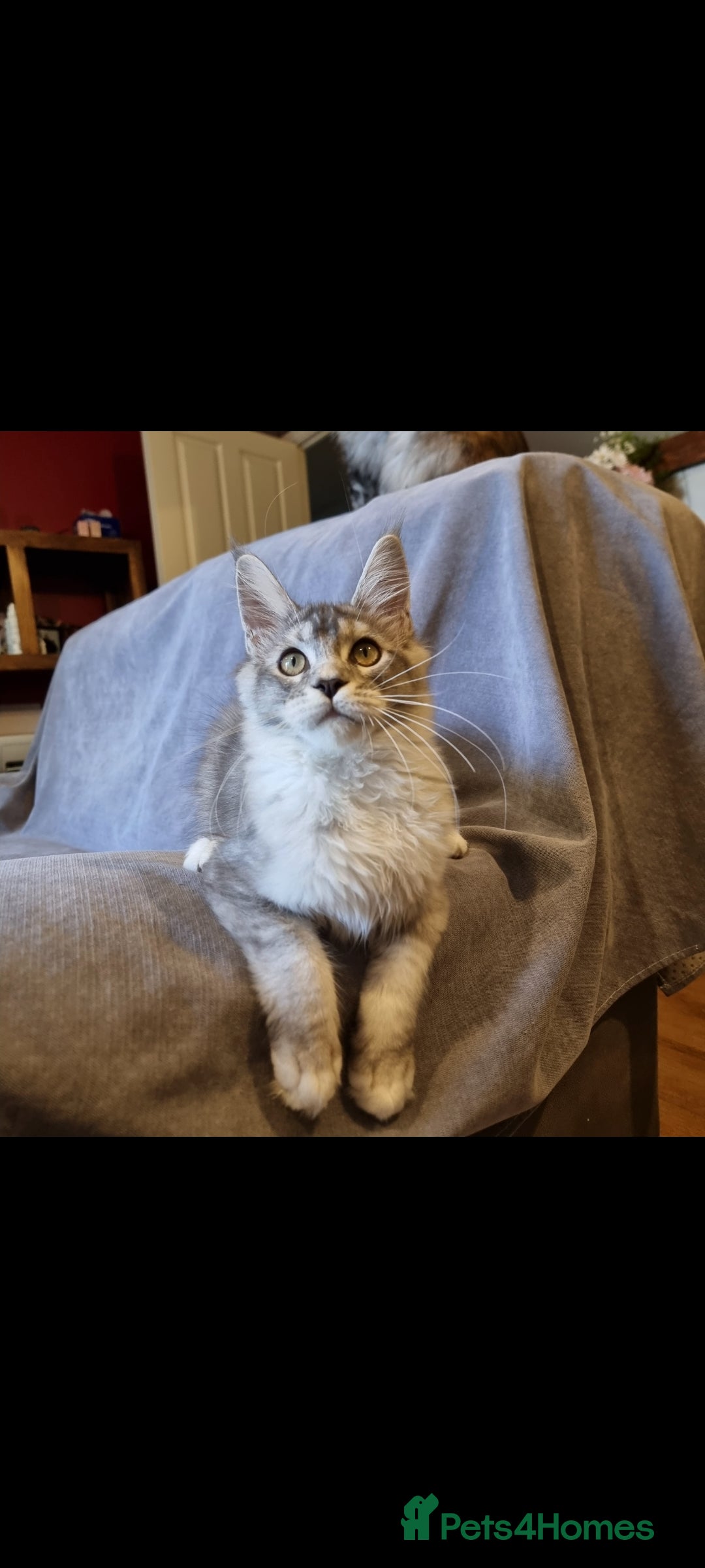 Maine Coon cats for sale: RESERVED  RESERVED Big gorgeous full pedigree boy - Image 2
