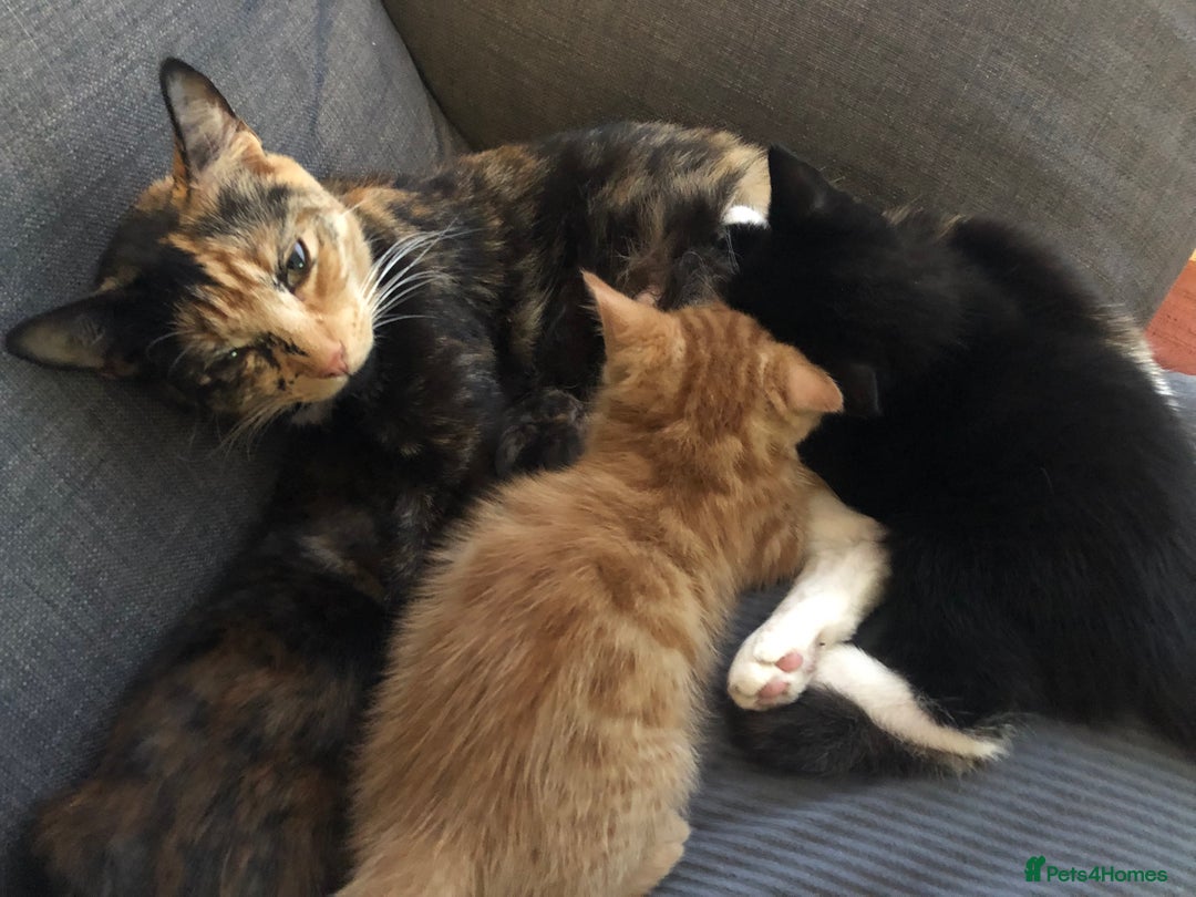 Mixed Breed cats for sale: 3 kittens available in Warrington! 2 male 1 female - Advert 1