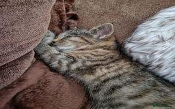 Mixed Breed cats for sale: 4 Beautiful kittens ready for loving home  ♥️ - Image 5