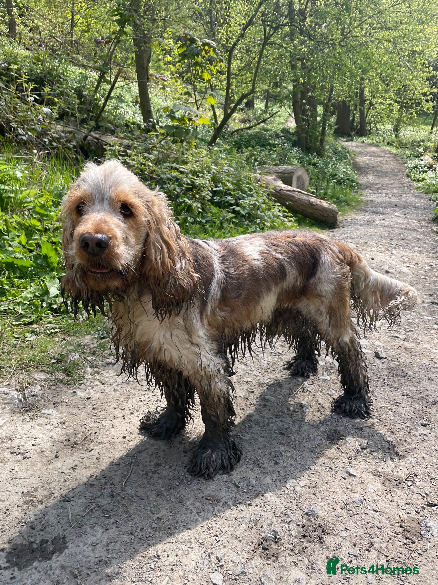 Cocker Spaniel dogs 🐾KC REG ORANGE ROAN AVAILABLE FOR STUD DUTIES🧡 - Advert 2