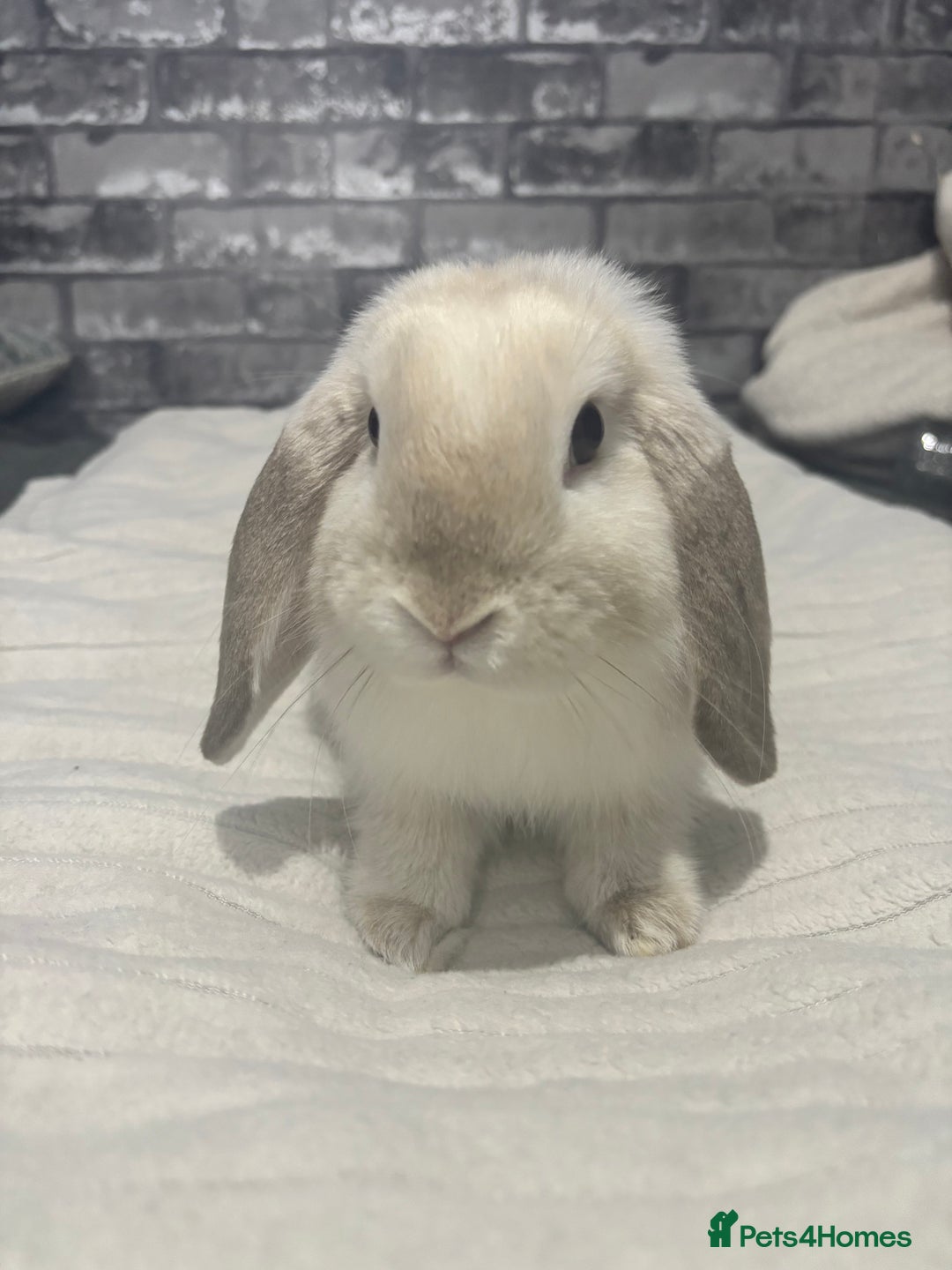 Mini Lop rabbits for sale: Mini Lop male for sale - Advert 4