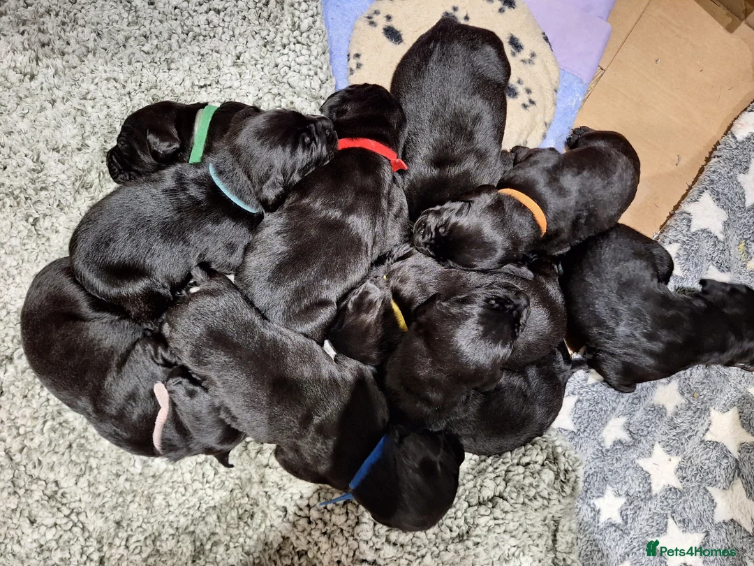 Labrador Retriever dogs for sale: Black Labrador Puppies  - Advert 6