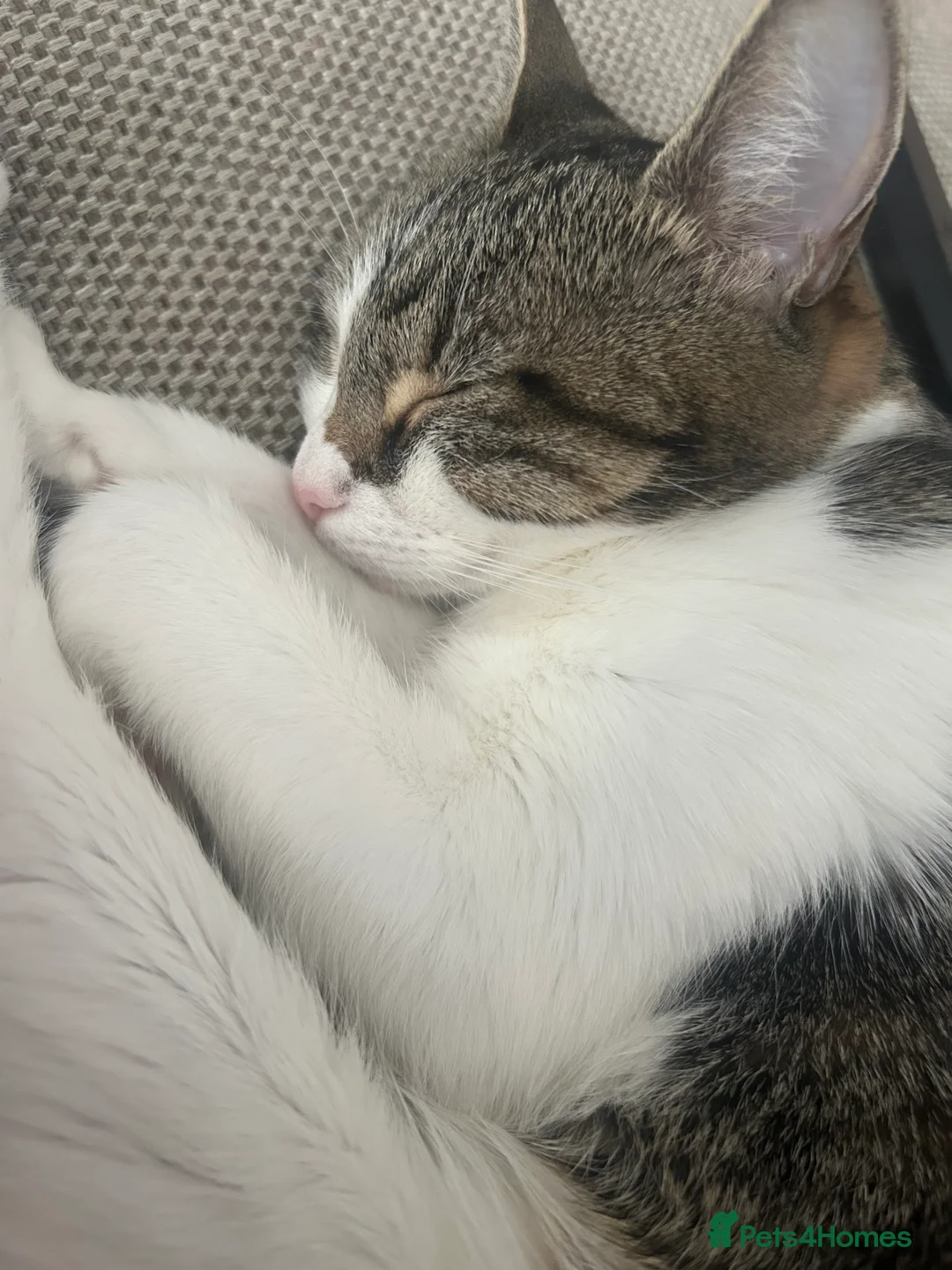 Mixed Breed cats for sale: Luna needs a new home  - Advert 3