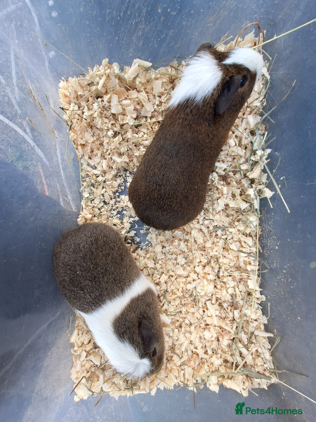 Guinea Pig rodents for sale: A pair of male guinea pigs for sale £40 - Advert 4