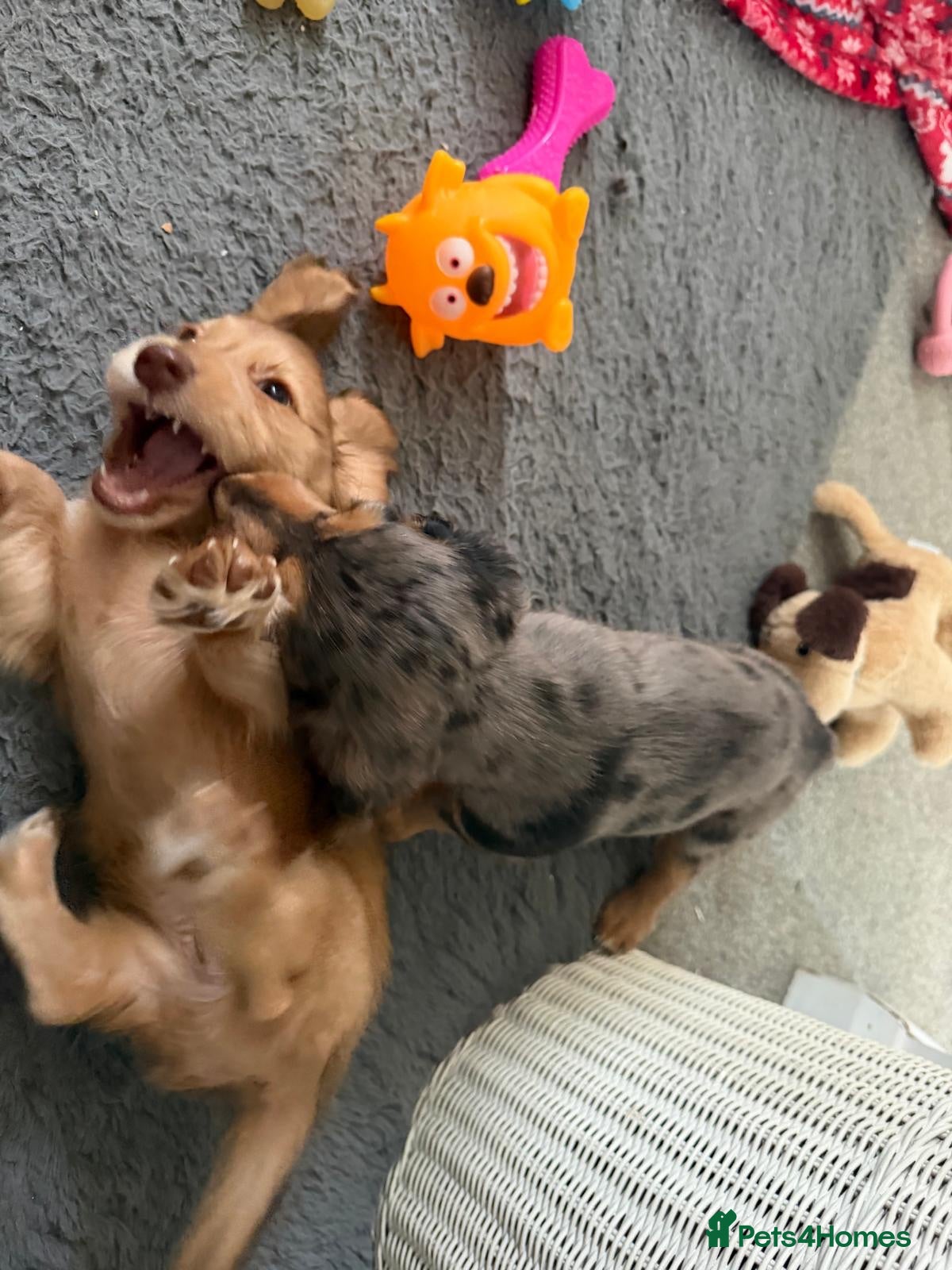 Dachshund dogs 2x Long haired dachshunds - Advert 21