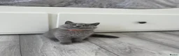 British Shorthair cats for sale: GCCF British Shorthair Champion Bloodline - Advert 8
