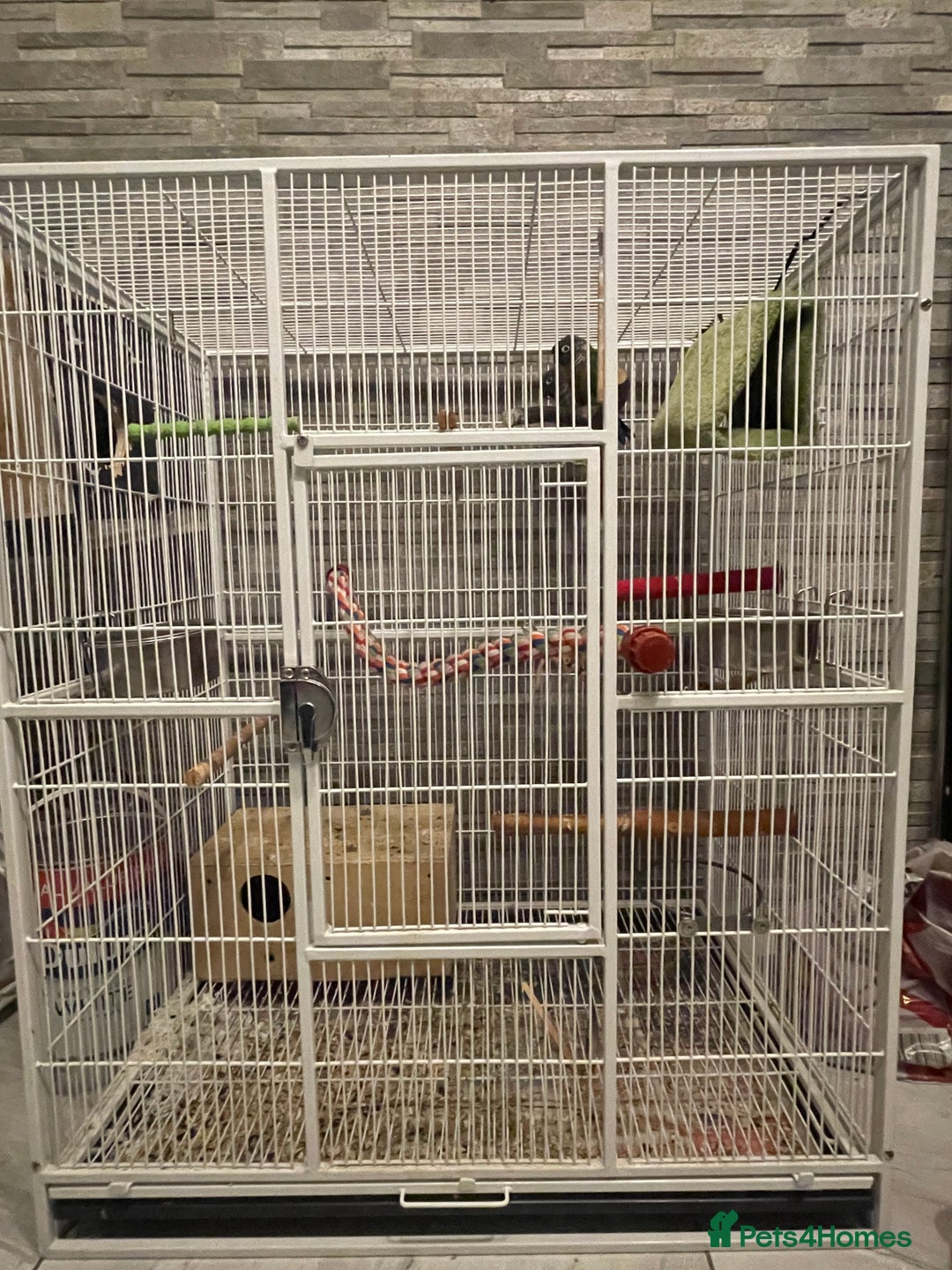 Conures birds for sale: Pair of green cheecked conures  - Image 5