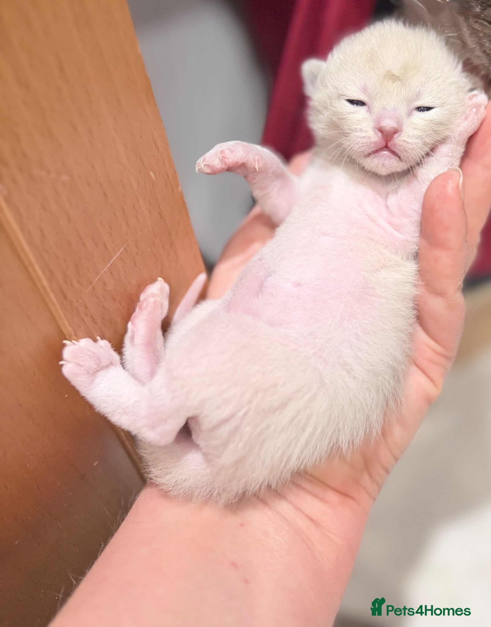 Burmese cats One Chocolate/Lilac girl unexpectedly available  - Advert 1