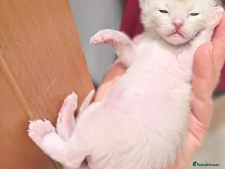 Burmese cats One Chocolate/Lilac girl unexpectedly available - Advert 6