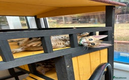 Bengal cats for sale: Gorgeous Pure Bengal Kittens Ready To Go! ❤️ - Image 26