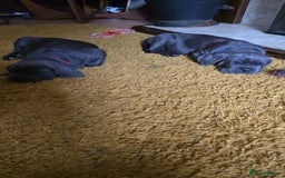 Cane Corso dogs for sale: My puppies  - Image 4