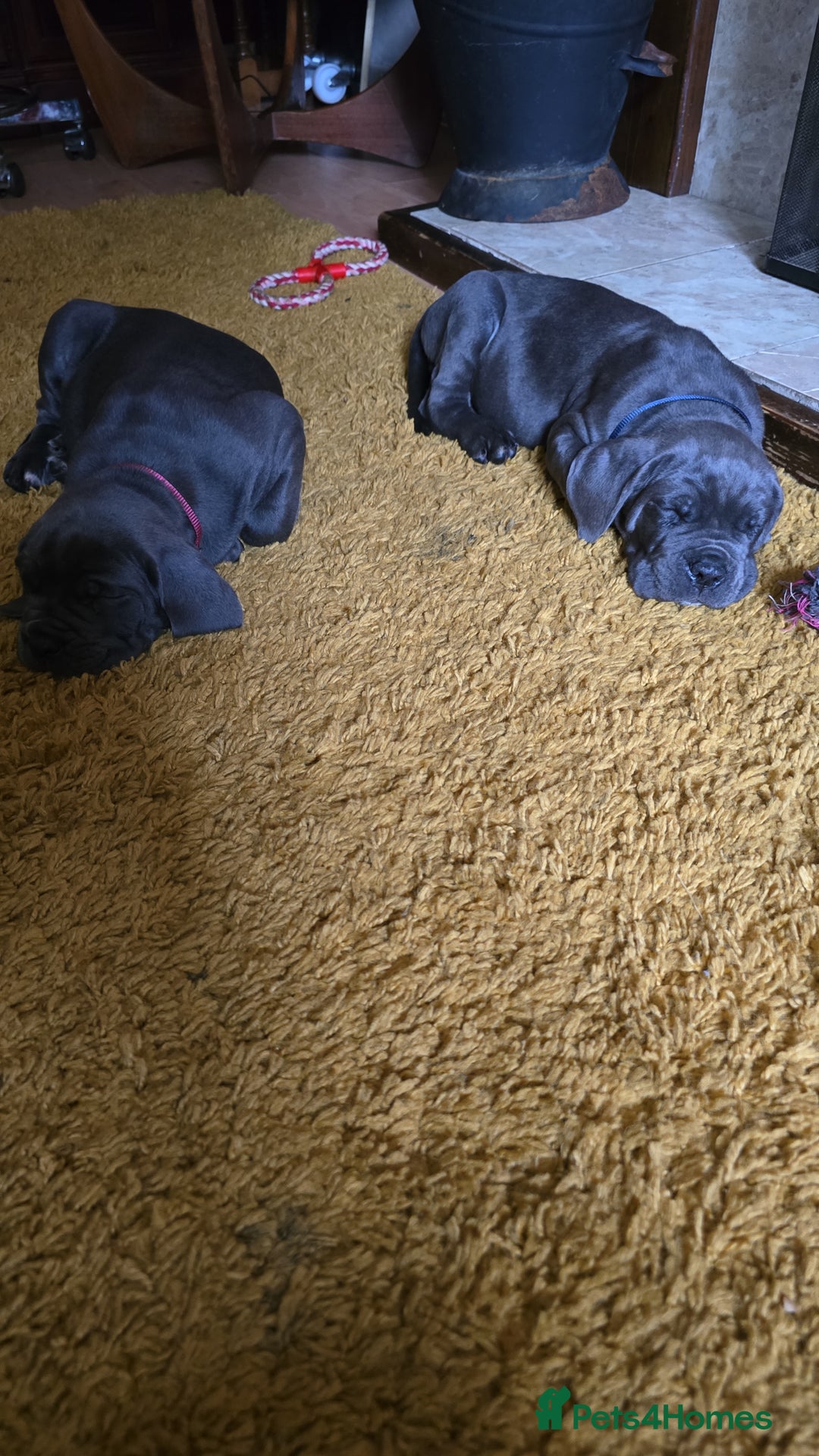 Cane Corso dogs for sale: My puppies  - Image 4