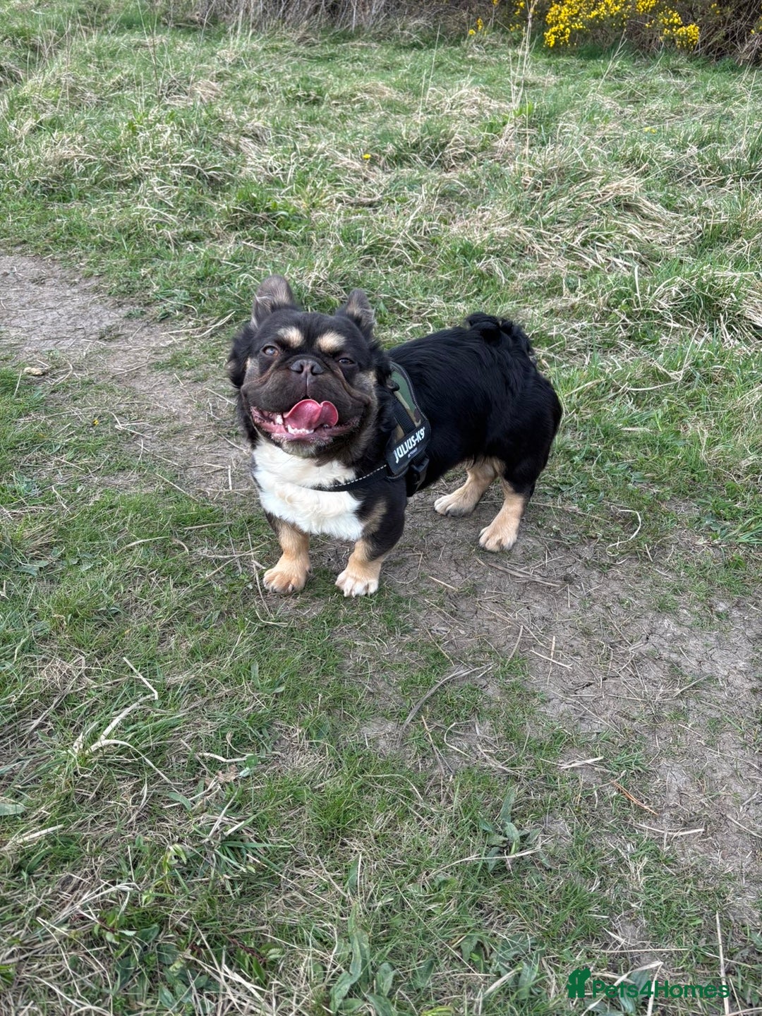 French Bulldog dogs for sale: Fluffy frenchi  - Advert 11