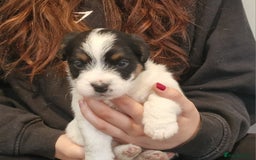 Jack Russell dogs for sale: KC Reg Jack Russell Pups,Parents DNA health tested - Image 11