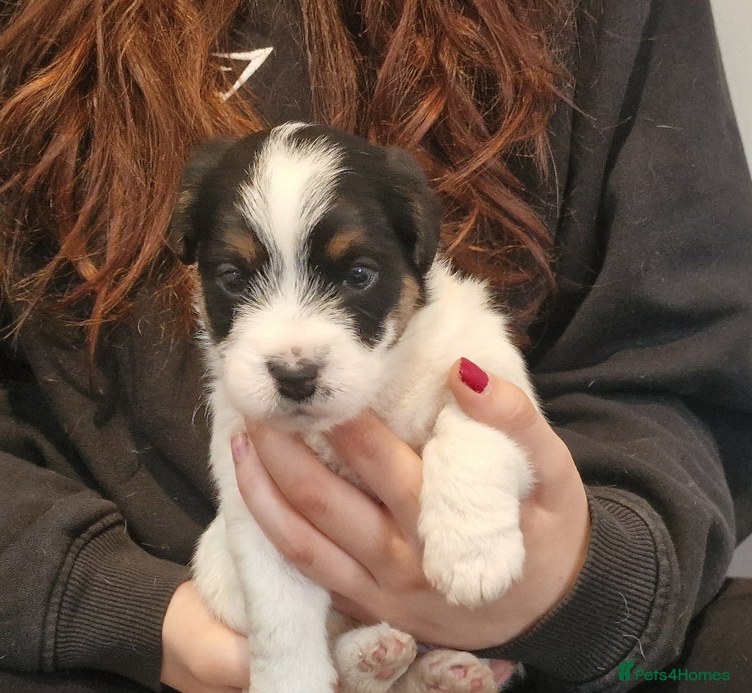 Jack Russell dogs for sale: KC Reg Jack Russell Pups,Parents DNA health tested - Image 11