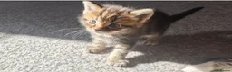 Mixed Breed cats for sale: Maine coon cross Persian  - Advert 8