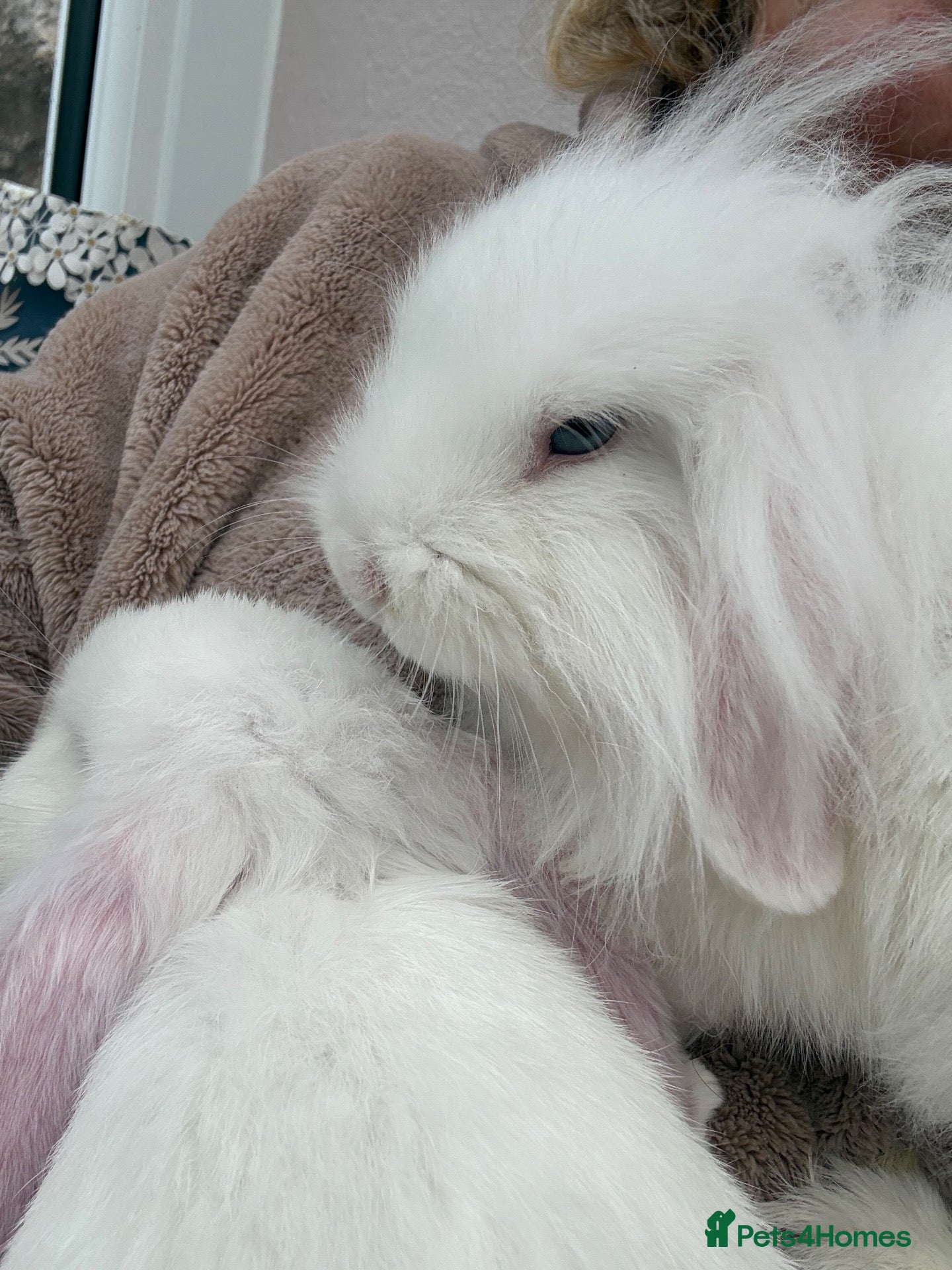 Mini Lop rabbits Mini lops-vaccinated-raised indoors  - Advert 2