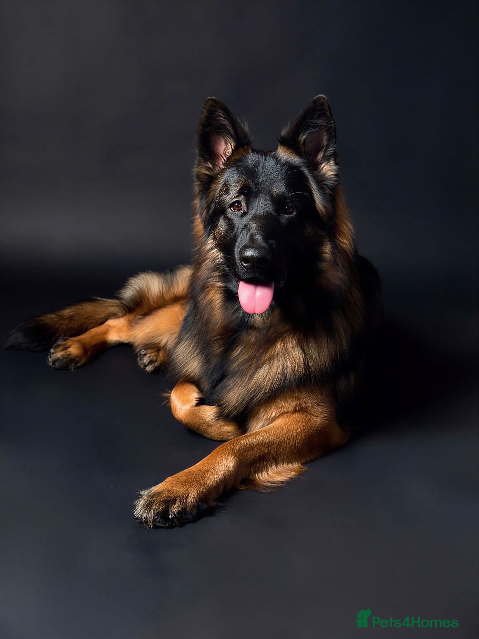 German Shepherd dogs Standing at Stud - Advert 1