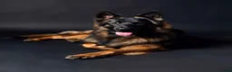 German Shepherd dogs for stud: Standing at Stud in Spalding - Advert 1