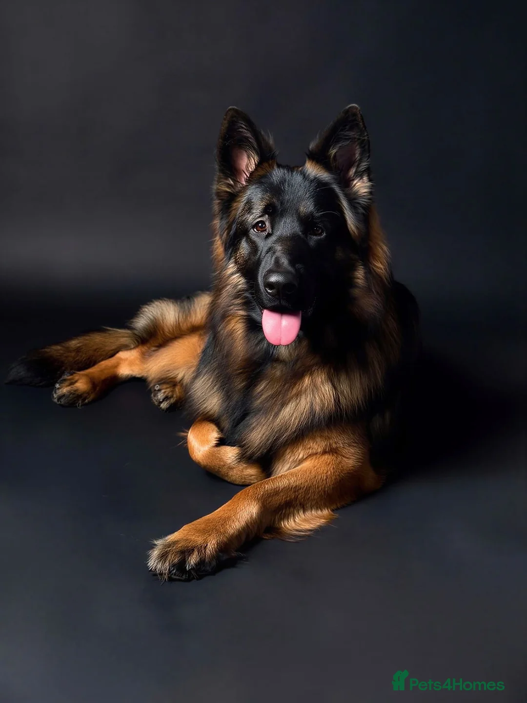 German Shepherd dogs for stud: Standing at Stud in Spalding - Advert 1