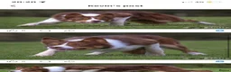 Border Collie dogs for sale: Health Tested Red & White Collie Male - Advert 6