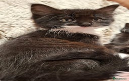 Ragdoll cats for sale: 3 Male Kittens Ragdoll X Turkish Angora  - Image 24
