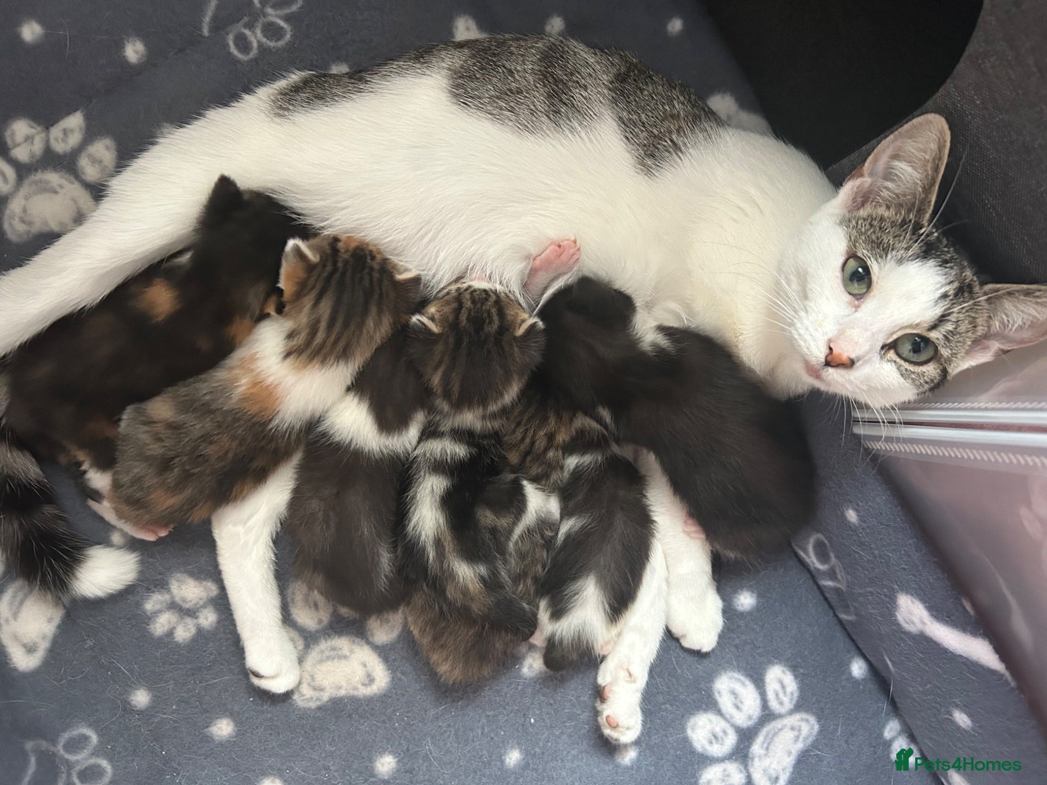 Mixed Breed cats Beautiful kittens  - Advert 4