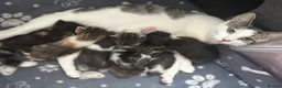 Mixed Breed cats for sale: Beautiful kittens  - Advert 1