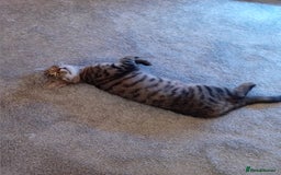 Mixed Breed cats for sale: Female tabby kitten  - Image 5